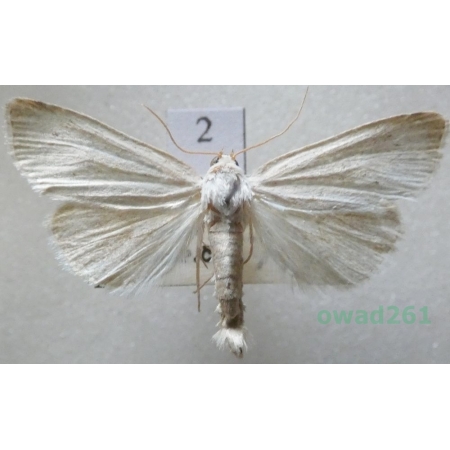 Photedes morrisii (Dale, 1837) Czech2